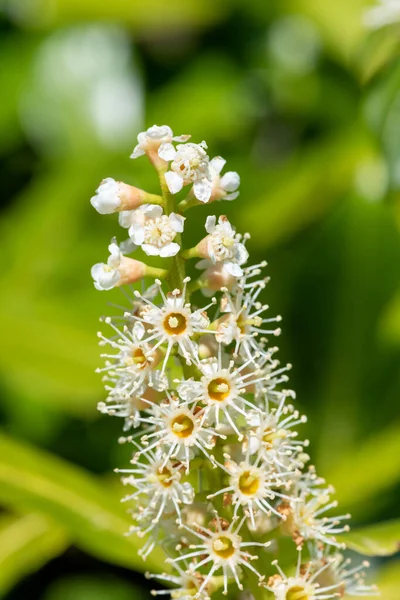 Közelről Angol Babér Prunus Laurocerasus Virágok Virágzik — Stock Fotó