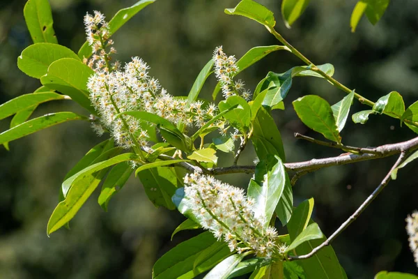 Çiçekler açan İngiliz defne (prunus laurocerasus) çiçeklerini kapat