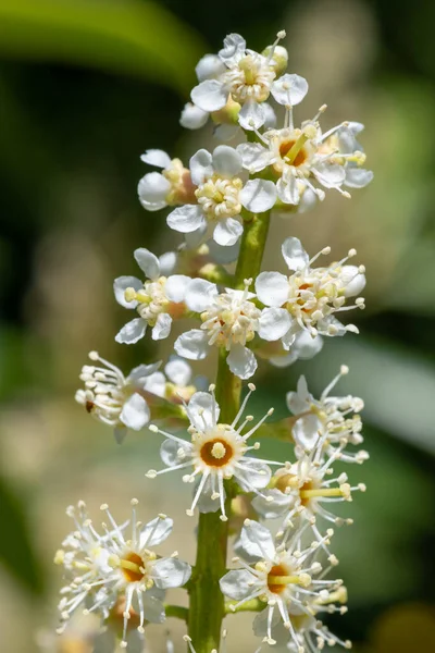Close Loureiro Inglês Prunus Laurocerasus Flores Flor — Fotografia de Stock