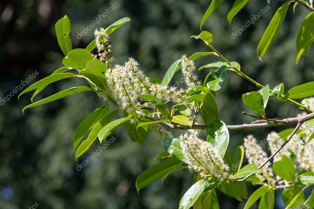 Primer plano de las flores de laurel inglés (prunus laurocerasus) en