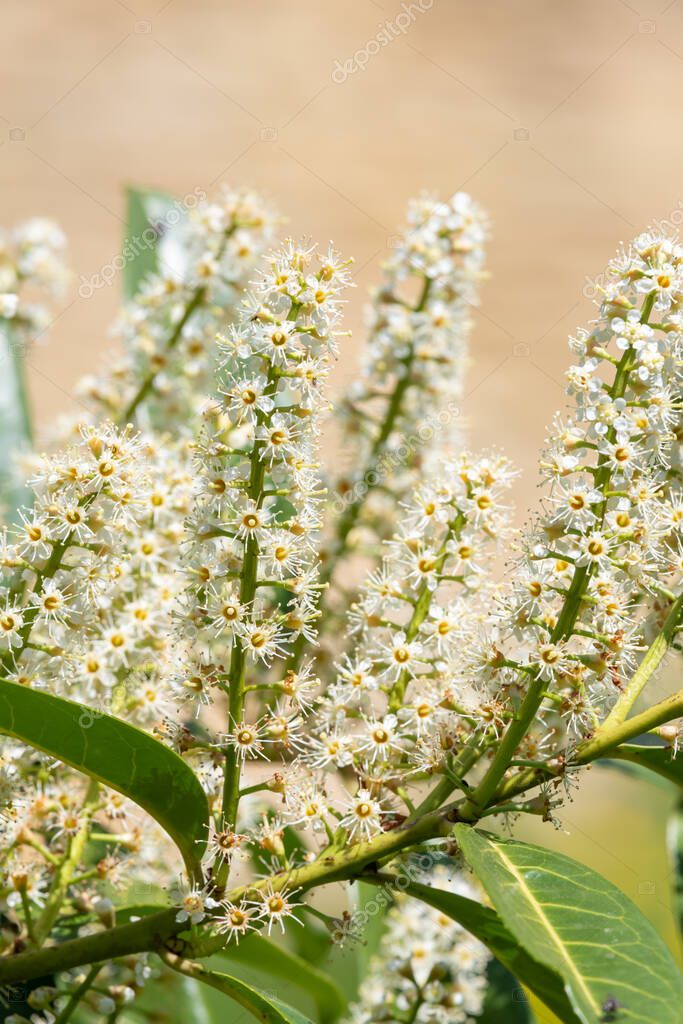 Primer plano de las flores de laurel inglés (prunus laurocerasus) en
