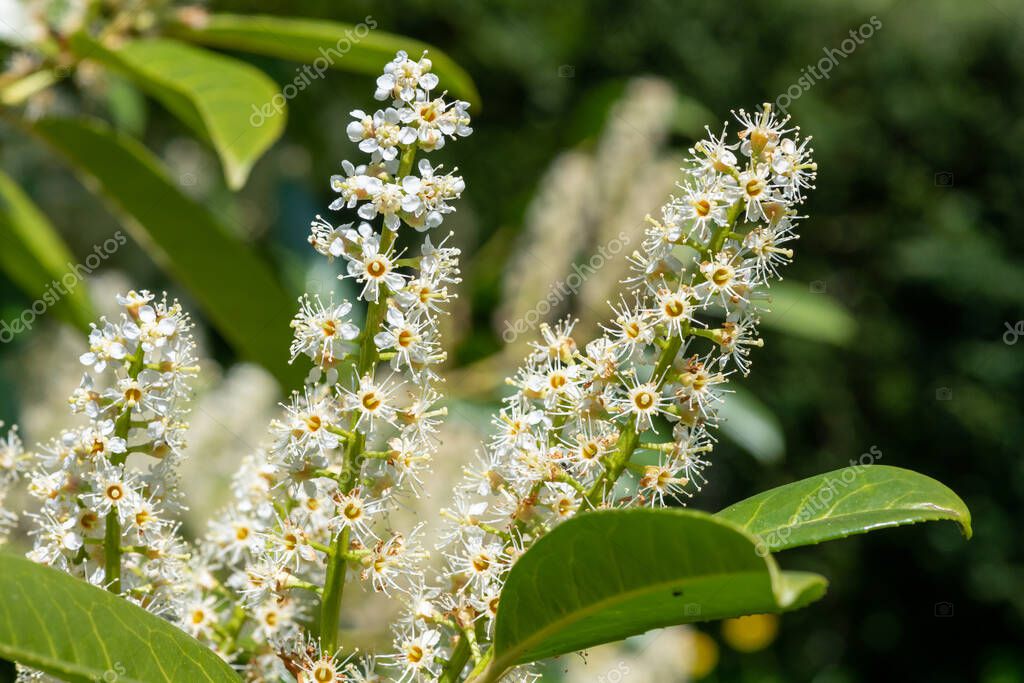 Primer plano de las flores de laurel inglés (prunus laurocerasus) en