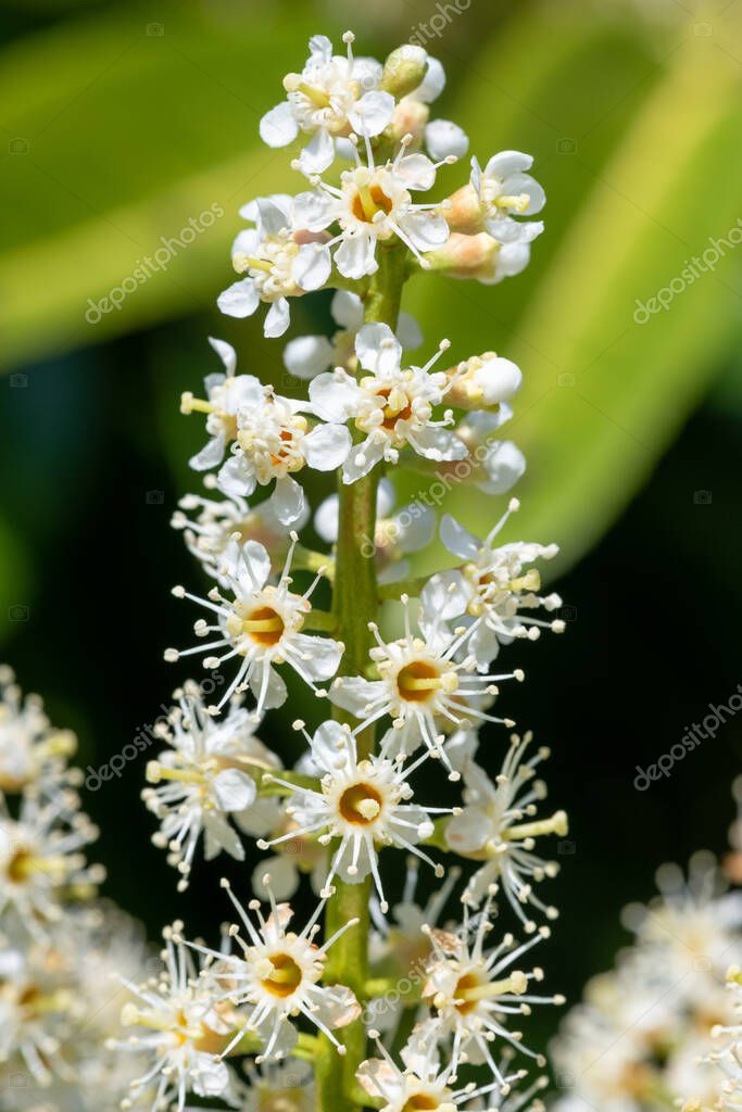 Primer plano de las flores de laurel inglés (prunus laurocerasus) en