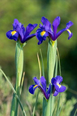 Çiçek açmış mor iris çiçeklerine yaklaş