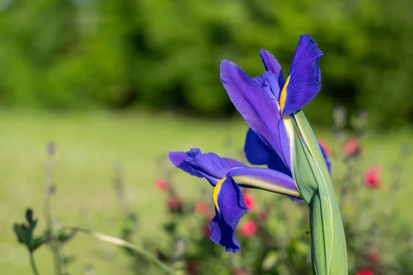 Çiçek Açmış Mor Bir Iris Çiçeğine Yaklaş — Stok fotoğraf