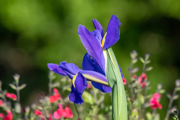 Primer Plano Una Flor Iris Púrpura Flor — Foto de Stock