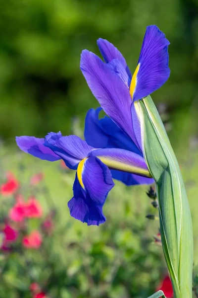 Stock image Close up of purple iris flowers in bloom