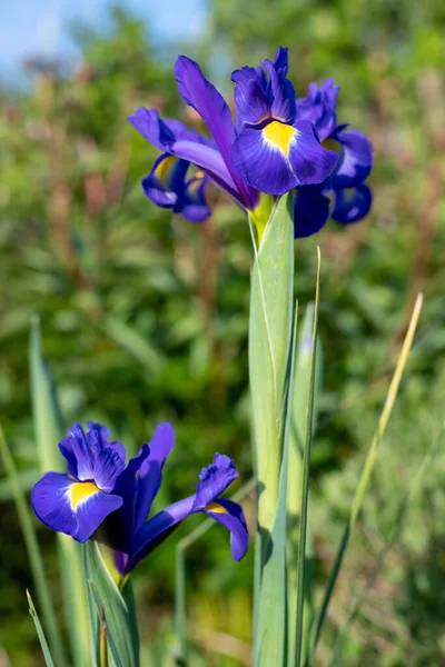 Nahaufnahme Von Lila Irisblumen Blüte — Stockfoto