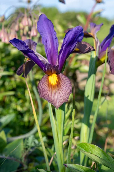 Primer Plano Una Flor Iris Púrpura Flor — Foto de Stock