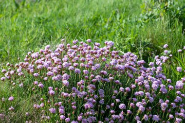 Çiçeklerin çiçek açması (armeria maritima) yakın çekim