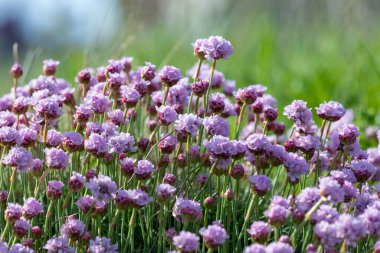 Çiçeklerin çiçek açması (armeria maritima) yakın çekim