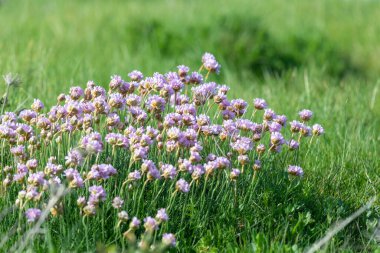 Çiçeklerin çiçek açması (armeria maritima) yakın çekim