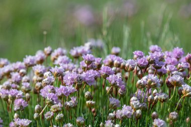 Çiçeklerin çiçek açması (armeria maritima) yakın çekim