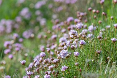 Çiçeklerin çiçek açması (armeria maritima) yakın çekim