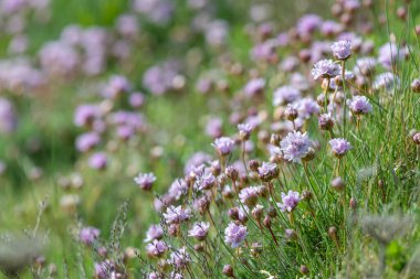 Çiçeklerin çiçek açması (armeria maritima) yakın çekim