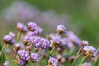 Çiçeklerin çiçek açması (armeria maritima) yakın çekim