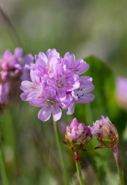 Çiçeklerin çiçek açması (armeria maritima) yakın çekim