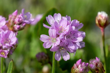 Çiçeklerin çiçek açması (armeria maritima) yakın çekim