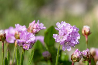 Çiy damlacıklarıyla kaplanmış çiçek tozu (armeria maritima).