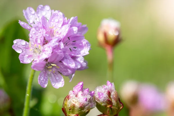 Nahaufnahme Von Sparsamen Armeria Maritima Blüten Die Mit Tautropfen Bedeckt — Stockfoto