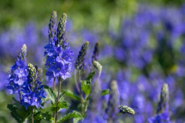 Çiçek açan bahçe hız limitine (Veronica longifolia) yakın plan