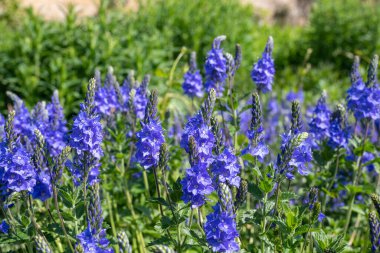 Çiçek açan bahçe hız limitine (Veronica longifolia) yakın plan