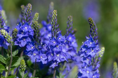 Çiçek açan bahçe hız limitine (Veronica longifolia) yakın plan