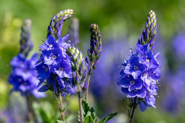 Çiçek açan bahçe hız limitine (Veronica longifolia) yakın plan
