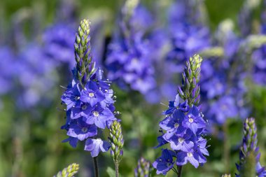 Çiçek açan bahçe hız limitine (Veronica longifolia) yakın plan