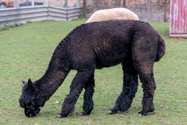 Primer Plano Una Alpaca Lama Pacos Pastando — Foto de Stock