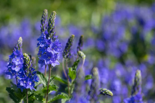 Nahaufnahme Von Blühenden Blumen Garten Veronica Longifolia — Stockfoto