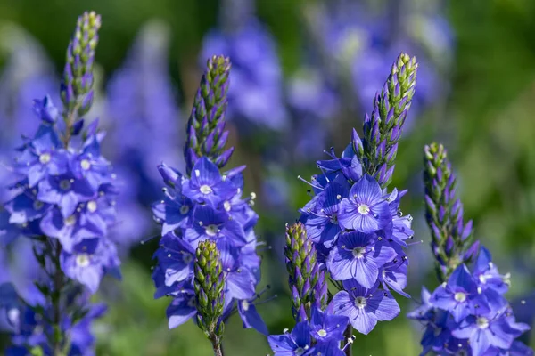 Gros Plan Jardin Speedwell Veronica Longifolia Fleurs Fleurs — Photo