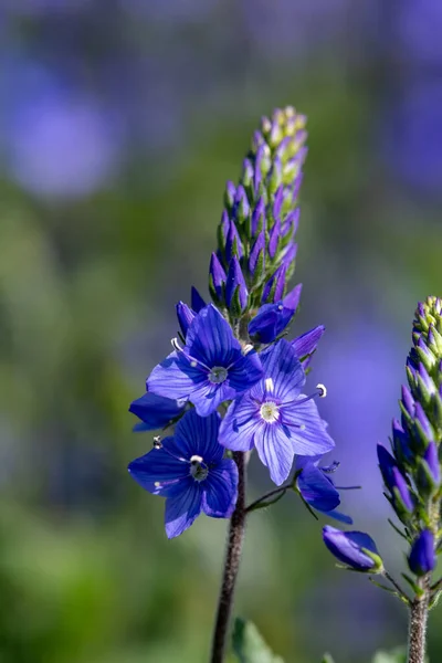 Makro Záběr Kvetoucí Květy Zahradní Studny Veronica Longifolia — Stock fotografie