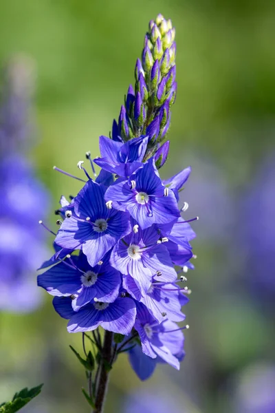 Makro Záběr Kvetoucí Květy Zahradní Studny Veronica Longifolia — Stock fotografie
