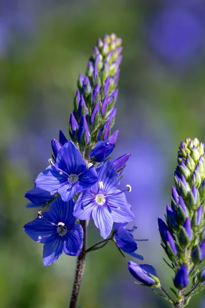 Makro Skott Trädgård Speedwell Veronica Longifolia Blommor Blom — Stockfoto
