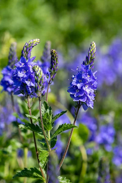 Närbild Trädgård Speedwell Veronica Longifolia Blommor Blom — Stockfoto