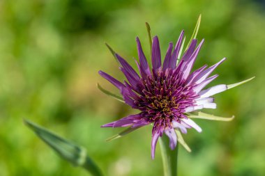 Yaygın bir tuzlantının (tragopogan porrifolius) çiçek açarken yakın plan görüntüsü