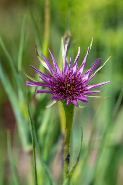 Yaygın bir tuzlantının (tragopogan porrifolius) çiçek açarken yakın plan görüntüsü