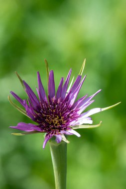 Yaygın bir tuzlantının (tragopogan porrifolius) çiçek açarken yakın plan görüntüsü