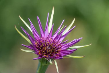 Yaygın bir tuzlantının (tragopogan porrifolius) çiçek açarken yakın plan görüntüsü