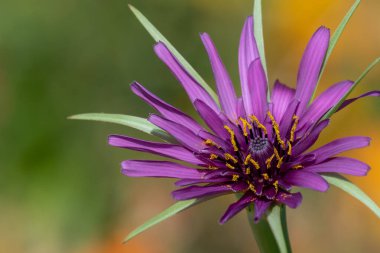 Yaygın bir tuzlantının (tragopogan porrifolius) çiçek açarken yakın plan görüntüsü