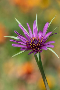 Yaygın bir tuzlantının (tragopogan porrifolius) çiçek açarken yakın plan görüntüsü