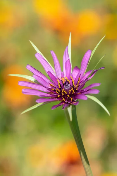 Close Common Salsify Tragopogan Porrifolius Flower Bloom — Stock Photo, Image