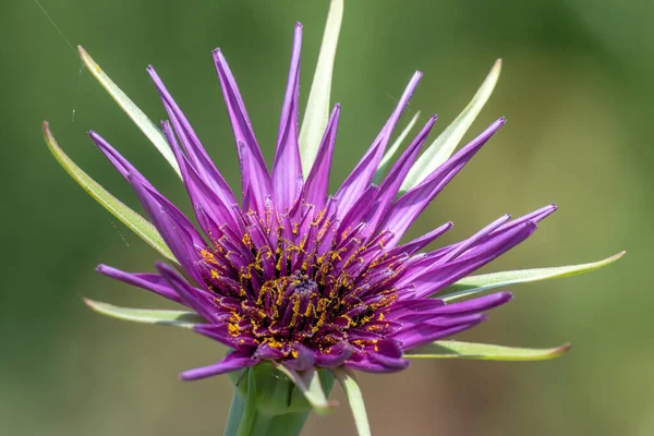 stock image Close up of a common salsify (tragopogan porrifolius) flower in bloom