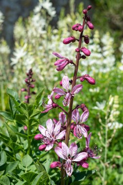 Çiçekler açtığında yanan çalıların (dictamnus albus) kapağını kapat