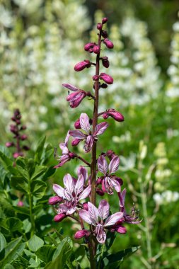 Çiçekler açtığında yanan çalıların (dictamnus albus) kapağını kapat