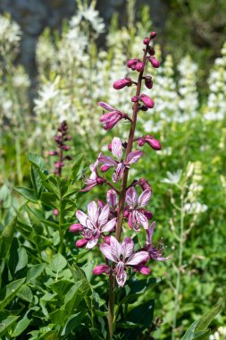 Çiçekler açtığında yanan çalıların (dictamnus albus) kapağını kapat