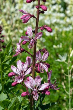 Çiçekler açtığında yanan çalıların (dictamnus albus) kapağını kapat