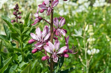 Çiçekler açtığında yanan çalıların (dictamnus albus) kapağını kapat