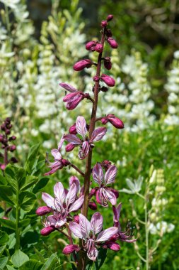 Çiçekler açtığında yanan çalıların (dictamnus albus) kapağını kapat